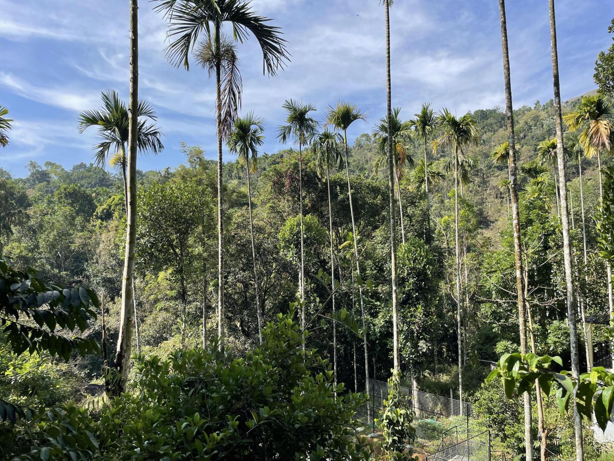 Wetlands Wayanad Pool Resort With Natural Waterfalls Padinjarathara Dış mekan fotoğraf